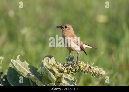 Isabelline Wheatear, Oenanthe isabellina, adulte unique perché sur la végétation, Gabarevo, Bulgarie Banque D'Images