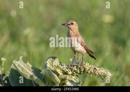 Isabelline Wheatear, Oenanthe isabellina, adulte unique perché sur la végétation, Gabarevo, Bulgarie Banque D'Images