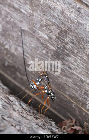 Femelle géant ichneumon, Rhyssa persuasoria pondent des œufs Banque D'Images