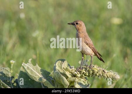 Isabelline Wheatear, Oenanthe isabellina, adulte unique perché sur la végétation, Gabarevo, Bulgarie Banque D'Images