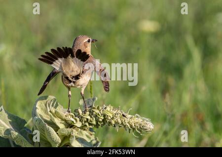 Isabelline Wheatear, Oenanthe isabellina, adulte unique perché sur la végétation, Gabarevo, Bulgarie Banque D'Images