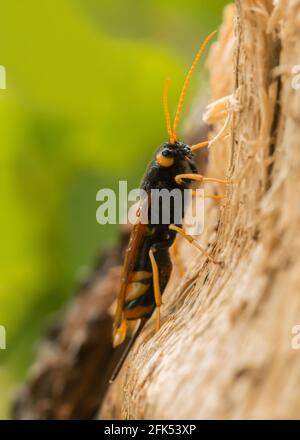 Femelle de la guêpe géante, Urocerus gigas sur bois de sapin Banque D'Images