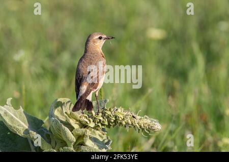 Isabelline Wheatear, Oenanthe isabellina, adulte unique perché sur la végétation, Gabarevo, Bulgarie Banque D'Images