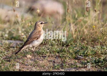 Isabelline Wheatear, Oenanthe isabellina, adulte unique perché sur la végétation, Gabarevo, Bulgarie Banque D'Images