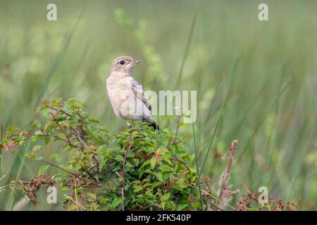 Isabelline Wheatear, Oenanthe isabellina, adulte unique perché sur la végétation, Gabarevo, Bulgarie Banque D'Images