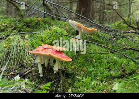 Mouche agarique, Amanita muscaria croissant dans la forêt de conifères Banque D'Images