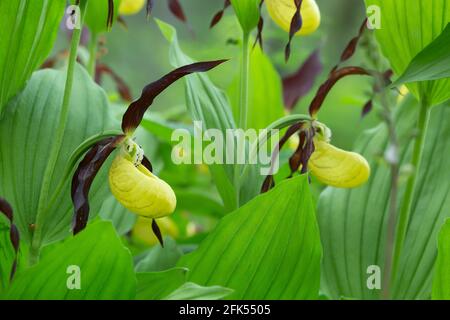 Orchidées à lamelles en fleurs, Cypripedium calceolus Banque D'Images