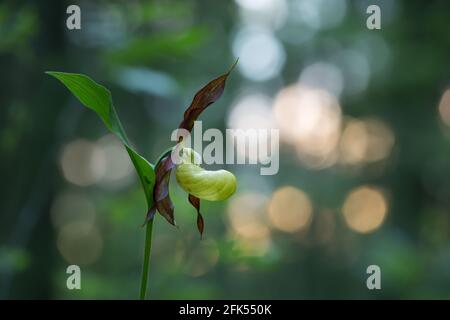 Orchidée-slipper en fleur, Cypripedium calceolus Banque D'Images