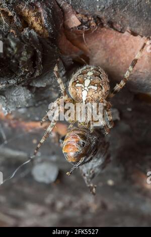 Araignée de jardin européenne, Araneus diadematus se nourrissant de l'insecte Banque D'Images