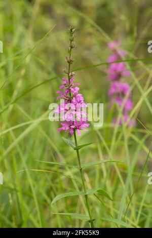 Fleur pourpre-loosestrife, Lythrum salicaria Banque D'Images