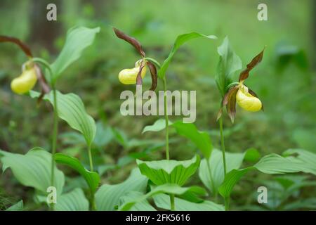 Orchidées à lamelles en fleurs, Cypripedium calceolus Banque D'Images