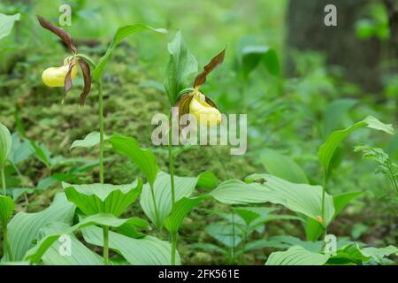 Orchidées à lamelles en fleurs, Cypripedium calceolus Banque D'Images