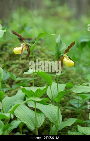 Orchidées à lamelles en fleurs, Cypripedium calceolus Banque D'Images