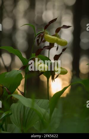 Orchidée-slipper en fleur, Cypripedium calceolus Banque D'Images