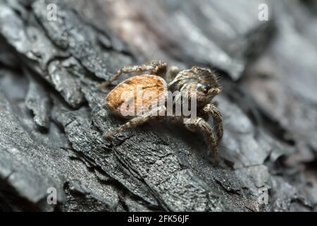 Araignée sauteuse, Evarca falcata sur l'écorce brûlée Banque D'Images
