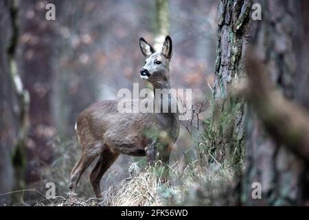 Reh, Ricke im Wald, Rehe im février, Banque D'Images