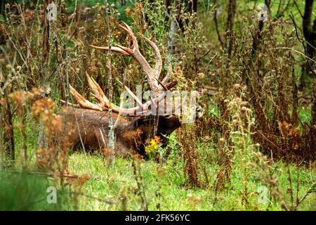 Rohirsche im Wald Banque D'Images