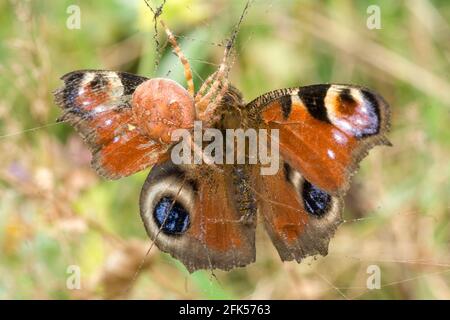 Der Schmetterling - Tagpfauenauge - Aglais io Eine Spinne fängt Einen Schmetterling in ihrem Netz Banque D'Images