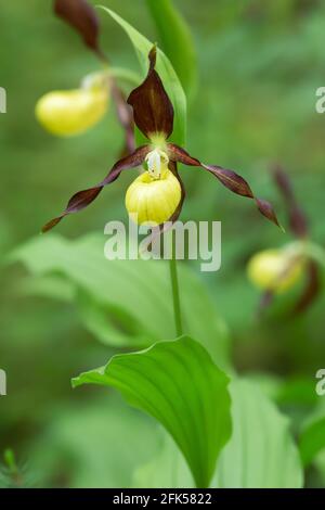 Orchidée-slipper en fleur, Cypripedium calceolus Banque D'Images