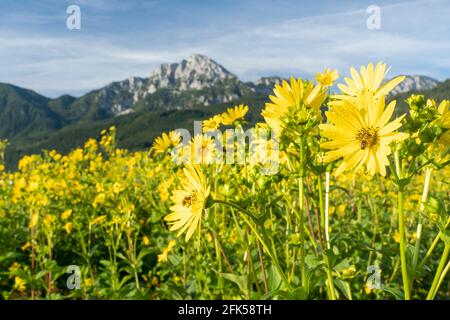 Der Hochstaufen mit geb blühendem Feld mit der 'Durchwachsene Silphie' - Gemeinde AngerSilphium perfoliatum Banque D'Images