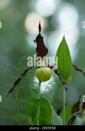 Orchidée-slipper en fleur, Cypripedium calceolus Banque D'Images