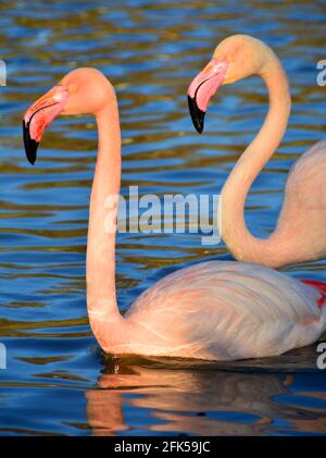 Deux flamants plus grands dans l'eau profonde Banque D'Images