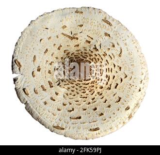 Chapeau d'un parasol comestible (macrolepiota procera). Isolé sur fond blanc Banque D'Images