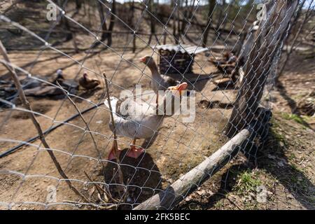 Oies de foie gras gris marchant jusqu'à leur maison d'oies une ferme traditionnelle d'oies Banque D'Images