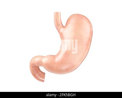 Illustration 3d réaliste et anatomique de l'organe interne humain - estomac avec duodénum isolé sur fond blanc Banque D'Images