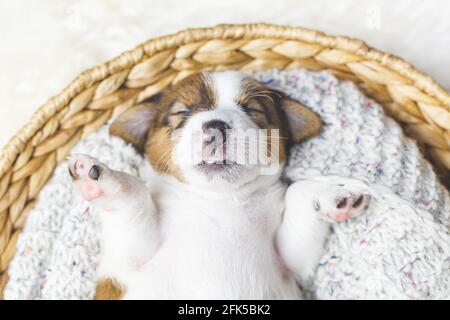 Portrait d'un nouveau-né Jack russell terrier chiot dormant dans un panier, vue du dessus. Banque D'Images