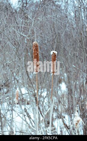 Deux queues de chat en hiver avec neige Banque D'Images