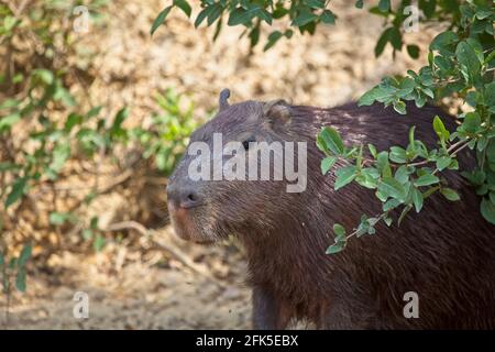 Côte sur gros plan de Capybara (Hydrochoerus hydrochaeris) dans les Pampas del Yacuma, Bolivie. Banque D'Images