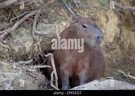 Capybara (Hydrochoerus hydrochaeris) debout au bord de la rivière à Pampas del Yacuma, Bolivie. Banque D'Images