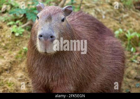 Gros plan sur le portrait de Capybara (Hydrochoerus hydrochaeris) à Pampas del Yacuma, Bolivie. Banque D'Images