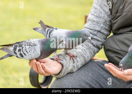 Northampton, Royaume-Uni. 28 avril 2021. Gary Stone un lad local nourrit les pigeons tous les soirs à Abington Park. Crédit : Keith J Smith./Alamy Live News Banque D'Images