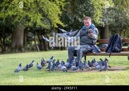 Northampton, Royaume-Uni. 28 avril 2021. Gary Stone un lad local nourrit les pigeons tous les soirs à Abington Park. Crédit : Keith J Smith./Alamy Live News Banque D'Images