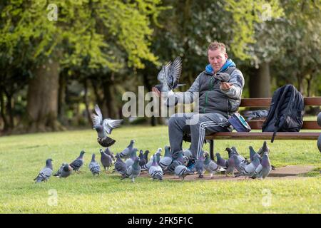 Northampton, Royaume-Uni. 28 avril 2021. Gary Stone un lad local nourrit les pigeons tous les soirs à Abington Park. Crédit : Keith J Smith./Alamy Live News Banque D'Images