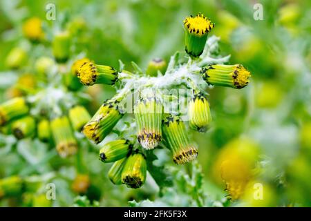 L'arachide (senecio vulgaris), gros plan d'un groupe de petites têtes de fleurs de la plante, une herbe annuelle de jardins et de lieux de déchets. Banque D'Images