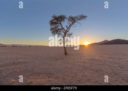 Épine de chameau solitaire dans le désert au lever du soleil Banque D'Images