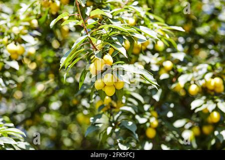 Fruits de prune de cerise sur une branche d'arbre. Fruits mûrs parmi les feuilles vertes dans le jardin d'été aux rayons du soleil dans la nature Banque D'Images