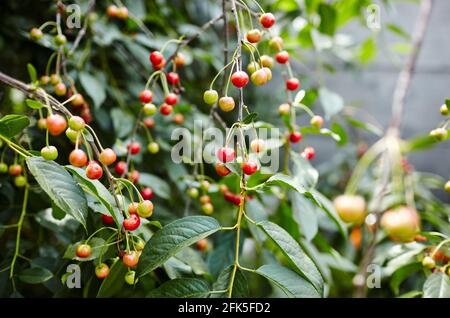 Cerises non mûres accrochées à une branche de cerisier, verger de cerisier. Cerises parmi les feuilles vertes dans le jardin d'été aux rayons du soleil dans la nature Banque D'Images