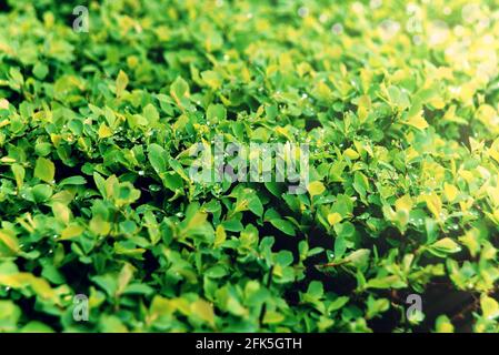 Printemps jeune feuillage avec des gouttes d'eau après la pluie. Fond vert naturel. Mise au point sélective Banque D'Images