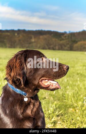 Portrait d'un chiot retriever à revêtement plat marron. Yeux de chien. Chiot de cinq mois. Marche de printemps avec un chien. Banque D'Images