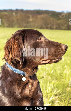 Portrait d'un chiot retriever à revêtement plat marron. Yeux de chien. Chiot de cinq mois. Marche de printemps avec un chien. Banque D'Images