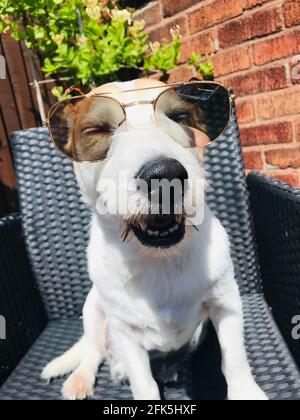 Jack Russell Terrier Banque D'Images