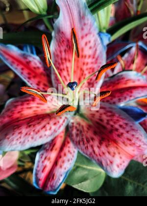 Lily, Fleur, bouquet Banque D'Images