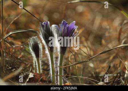 Pulsatilla patens, paqueflower de l'est, propagation de l'anémone. Bourgeons fleuris de fleurs de printemps pourpres dans les petits villosités au milieu de l'herbe rouge sèche Banque D'Images