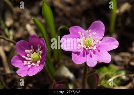 Anemone hepatica rose jardin d'hépatiques (common hepatica, hépatique, kidneywort, ombelle), Hepatica nobilis a révélé au début du printemps dans le jardin. Banque D'Images