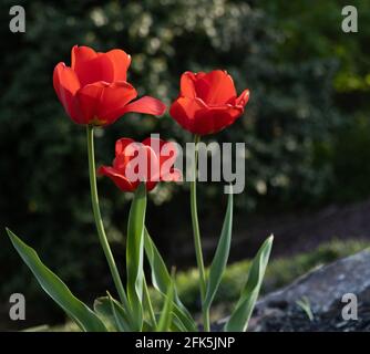 Trois Tulips rouges, Tulipa, avec des feuilles vertes sur un fond vert luxuriant pendant le printemps dans le comté de Lancaster, en Pennsylvanie Banque D'Images