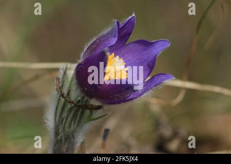 Bouton ouvert courbé de fleur de printemps pourpre avec centre jaune orange sur tige velue gros plan à l'extérieur au printemps. Patens Pulsatilla, pappeflower de l'est Banque D'Images